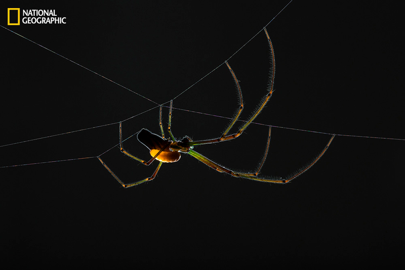 Illustration for article titled These parasite bugs can control their hosts' brains from inside